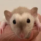 RatWithAFace profile picture